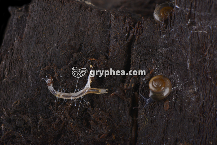 Larve et gastéropode - gryphea.com